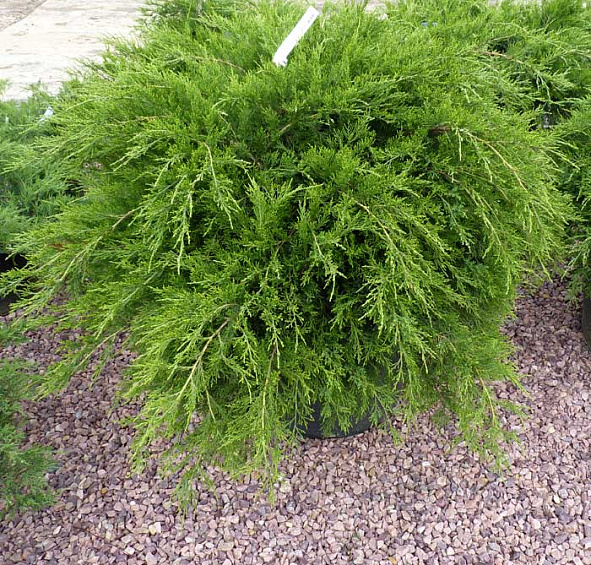Можжевельник пфитцериана 'Минт Джулеп'