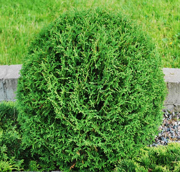 Туя западная 'Тини Тим'