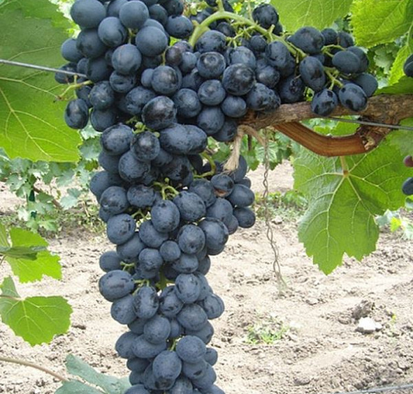 Виноград Аттика