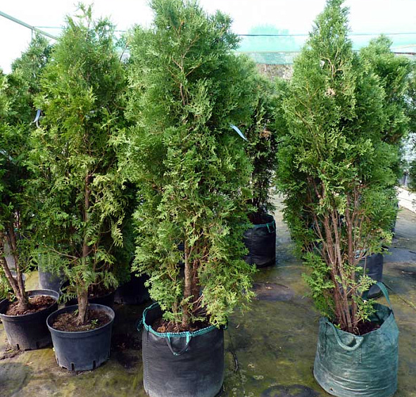 Туя западная 'Холмструп'