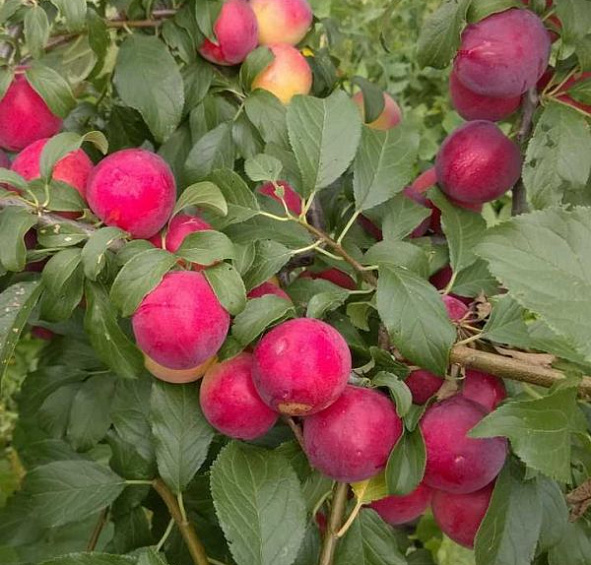 Алыча 'Лама'