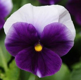 Виола Виттрока 'Инспайр Биконсфилд Плюс' (синяя с белыми крыльями)