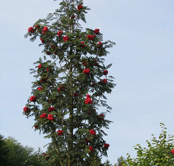 Рябина обыкновенная 'Фастигиата'