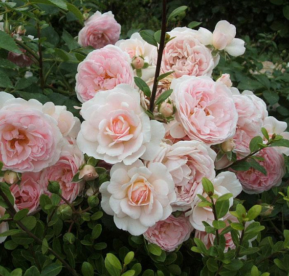 Роза Лавли Мейян (Lovely Meilland)