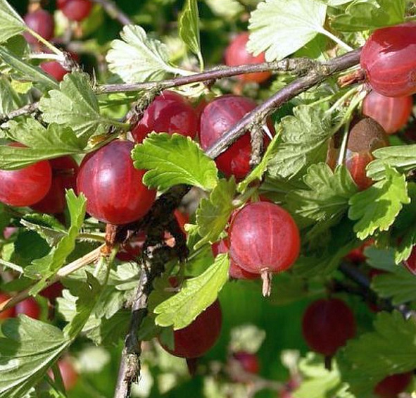 Крыжовник Красный крупный