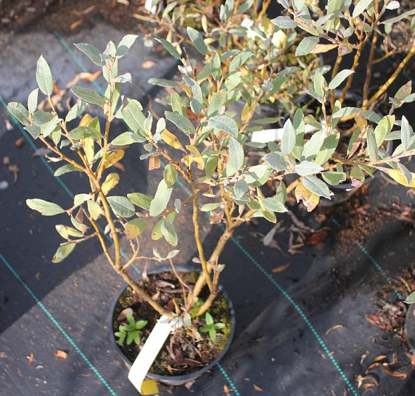 Ива швейцарская