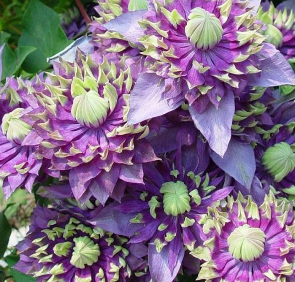 Клематис 'Тайга'