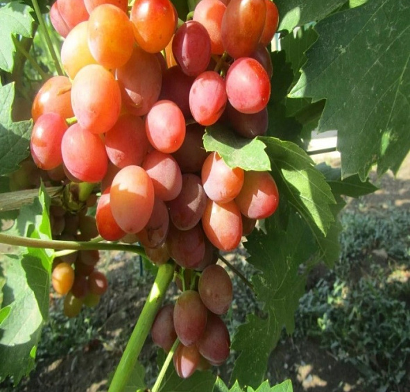 Виноград 'Одиссей'