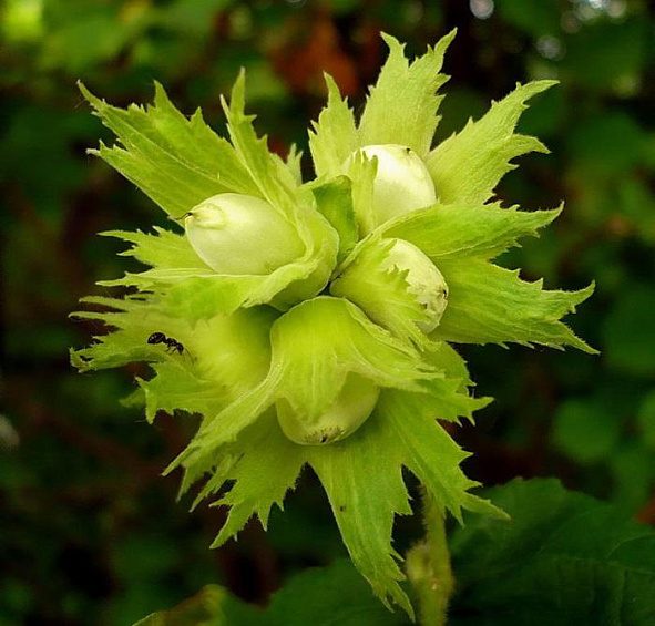 Лещина обыкновенная