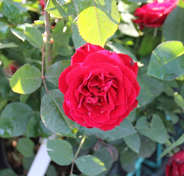 Роза 'Омаж а Барбара' (флорибунда) (темно красная)