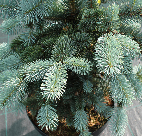 Ель колючая 'Ольденбург'