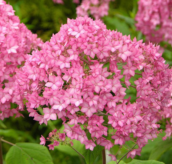 Гортензия древовидная 'Белла Анна'
