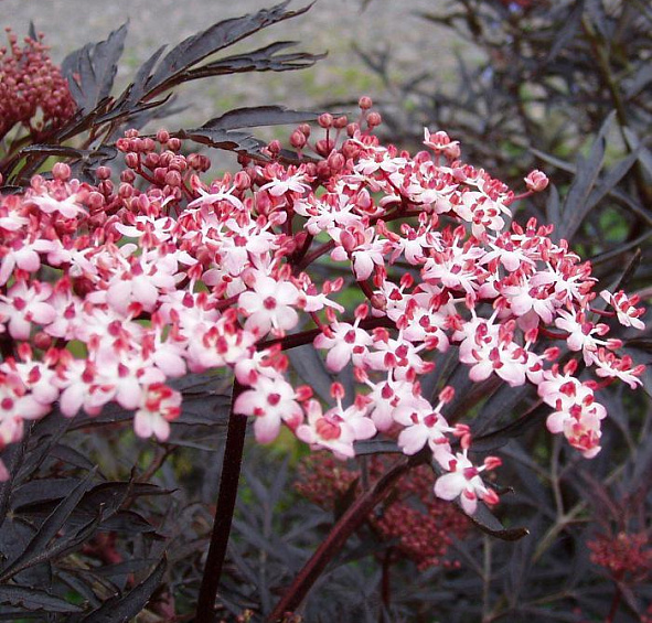 Бузина черная 'Блек Бьюти'