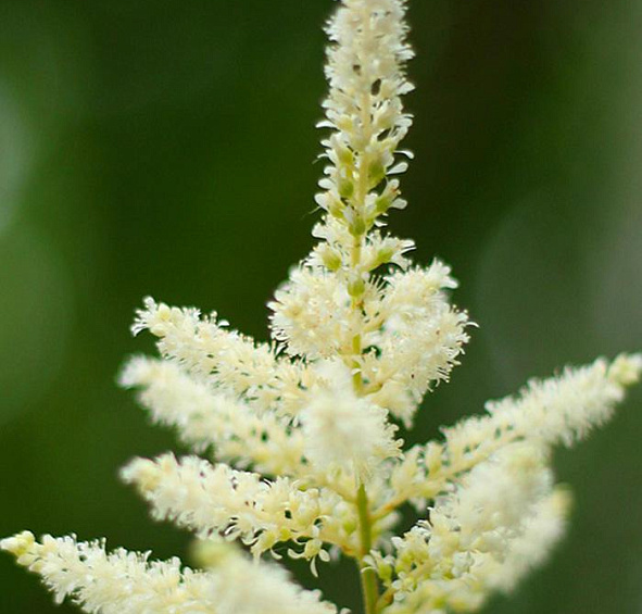 Астильба простолистная Уайт Сенсейшн