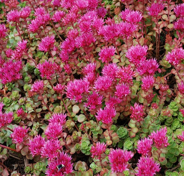 Седум гибридный (Очиток)