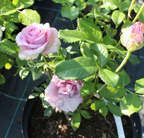 Роза 'Кул Ватер' (чайно-гибридная) (фиолетовая)