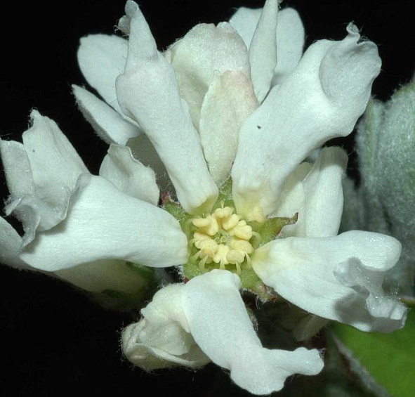 Ирга круглолистная