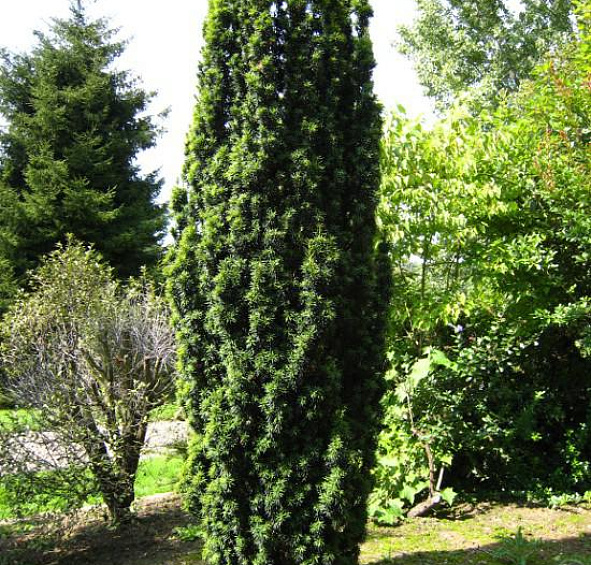 Тис ягодный 'Фастигиата'