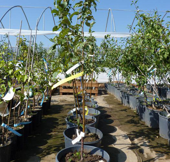 Яблоня домашняя 'Мечта'