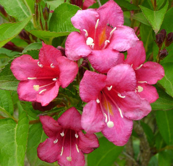 Вейгела цветущая 'Бристоль Руби'