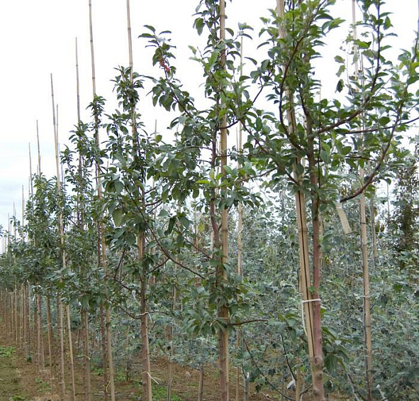 Яблоня декоративная 'Эверест'