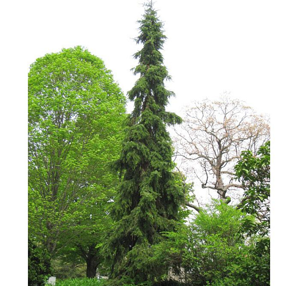 Ель сербская Пендула Брунс (Pendula Bruns)