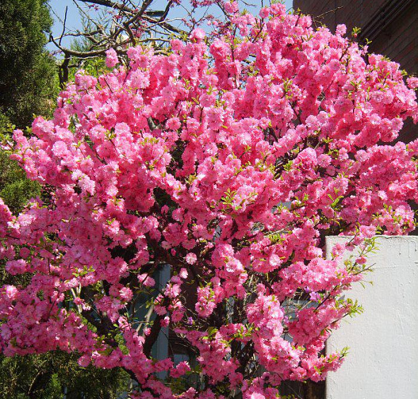 Миндаль трехлопастный