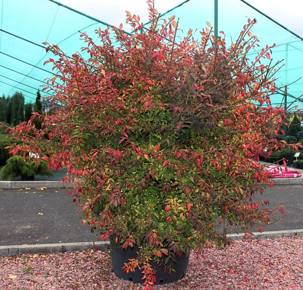 Бересклет крылатый (Euonymus alatus)