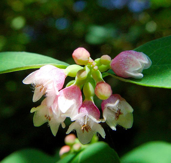Снежноягодник Доренбоза 'Мазе оф Перл'