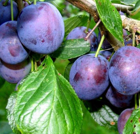 Слива 'Поздняя красавица'