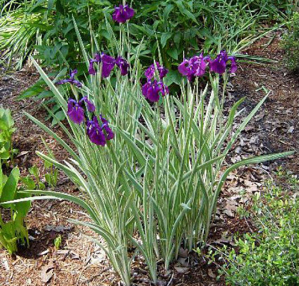 Ирис бородатый (Iris barbata)