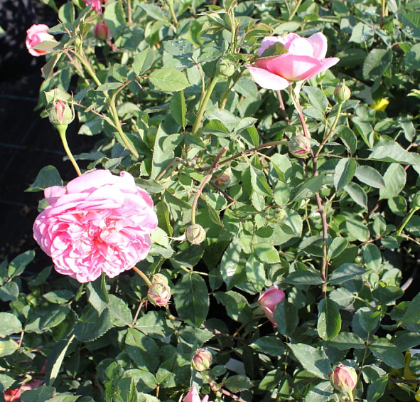 Роза 'Боскобель' (парковая) (розовая)