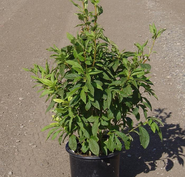 Сирень Престон 'Джеймс Макфарлейн' (розовая)