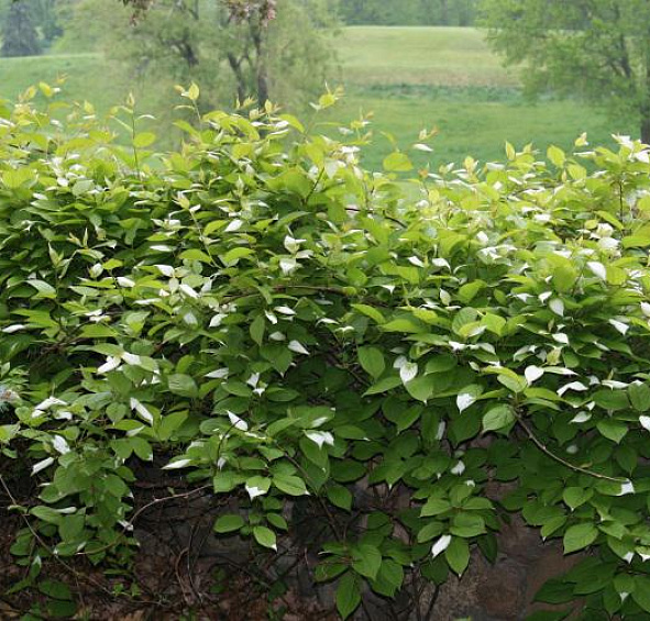 Актинидия Aргута 'Исаи'