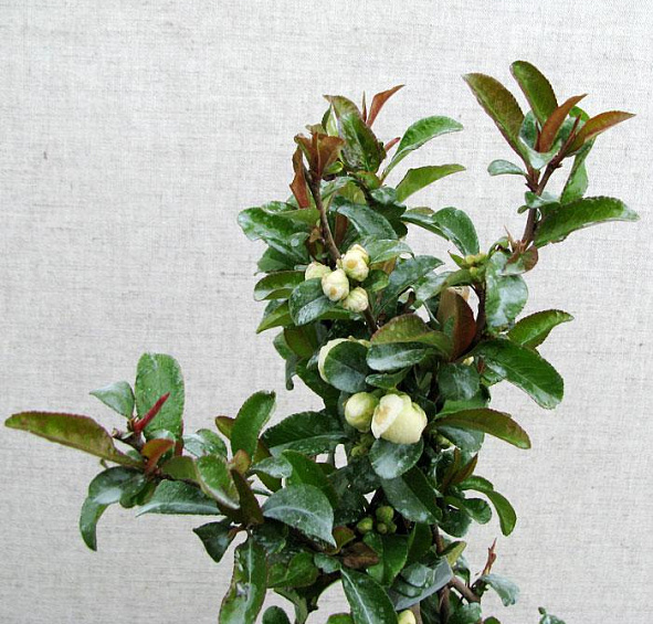 Айва прекрасная 'Юкиготен'