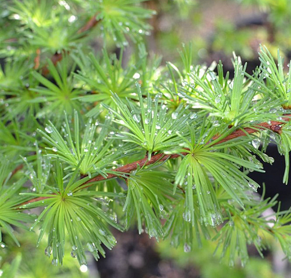 Лиственница тонкочешуйчатая (Кемпфера, японская)