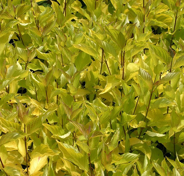 Дерен белый 'Аурея'