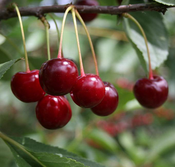 Вишня обыкновенная 'Гриот Московский' (Фея)