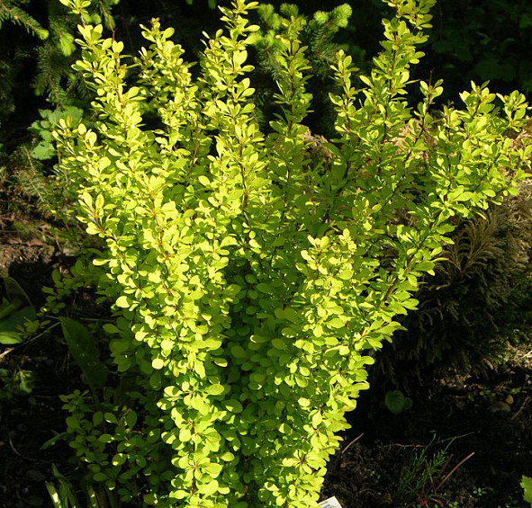 Барбарис Тунберга 'Мария'