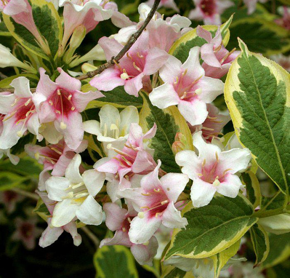 Вейгела пестролистная (Weigela variegata)