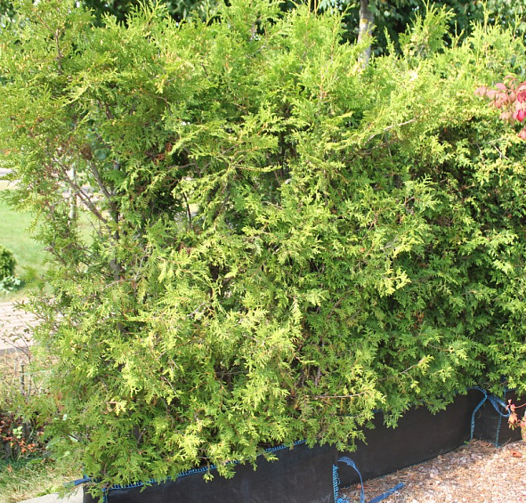 Туя западная 'Брабант' блоки ж/и 140х100х40