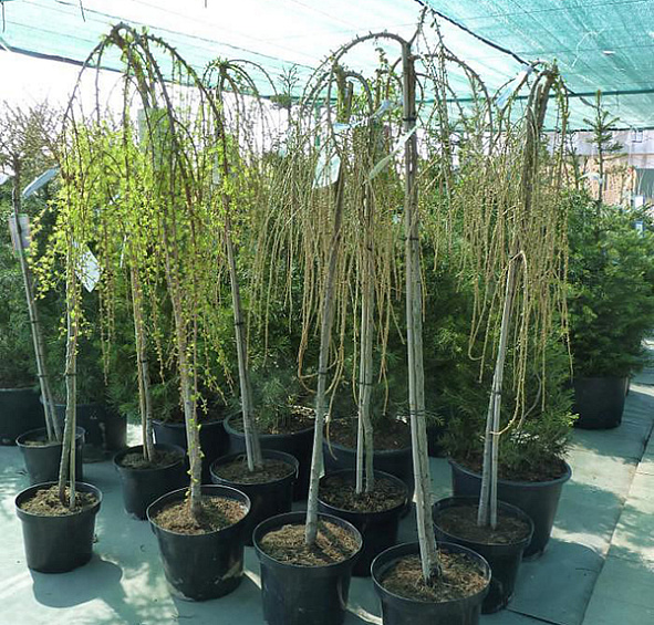 Лиственница европейская 'Пули'