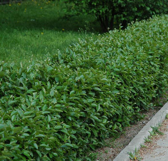 Кизильник блестящий