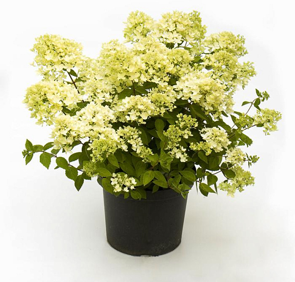 Гортензия метельчатая 'Бомбшел'