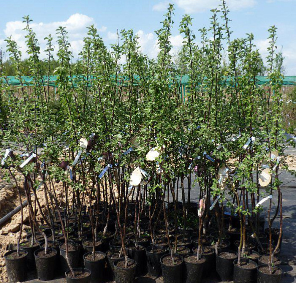 Яблоня домашняя 'Рождественское'