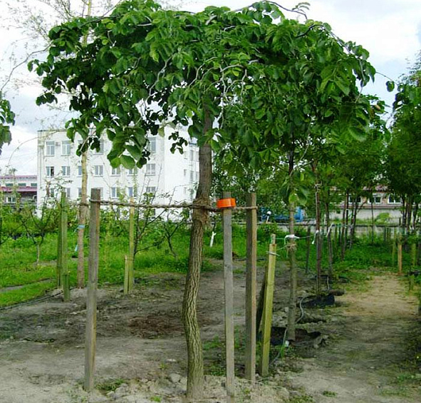 Вяз шершавый 'Кампердоуни'