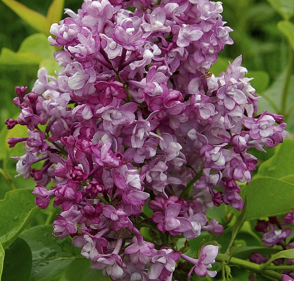 Сирень обыкновенная 'Изобилие' (розовая)