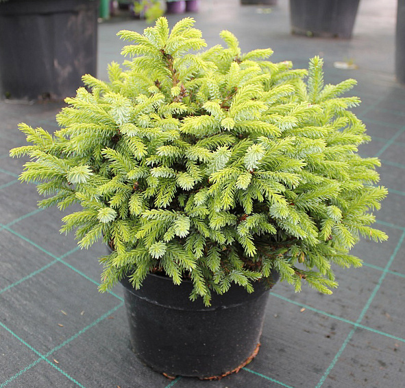 Ель сербская 'Нана'