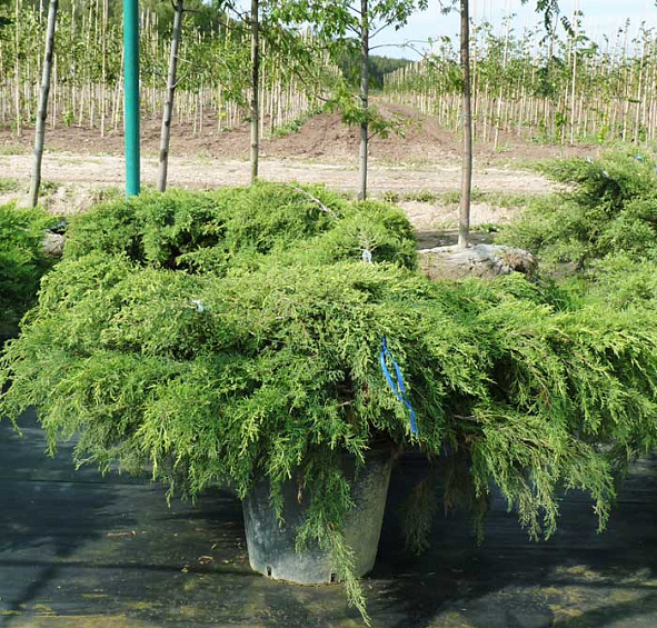 Можжевельник пфитцериана 'Пфитцериана Аурея'