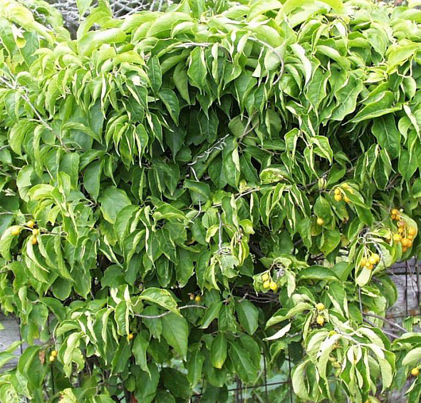 Древогубец вьющийся (американский)